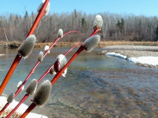 This photo depicting a "typical March" scene ... at least in northern climes was taken by photographer Brad Harrison of Pierceland, Canada. Pussy-willows ... the absolute bestest!!