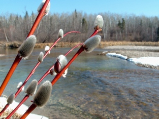 This photo depicting a "typical March" scene ... at least in northern climes was taken by photographer Brad Harrison of Pierceland, Canada.  Pussy-willows ... the absolute bestest!!